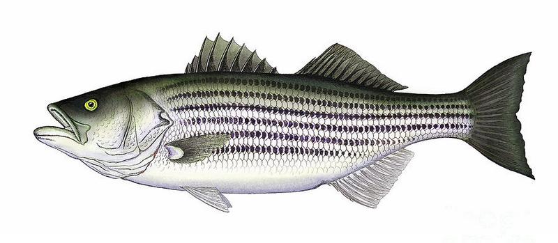 striped bass (Лаврак)